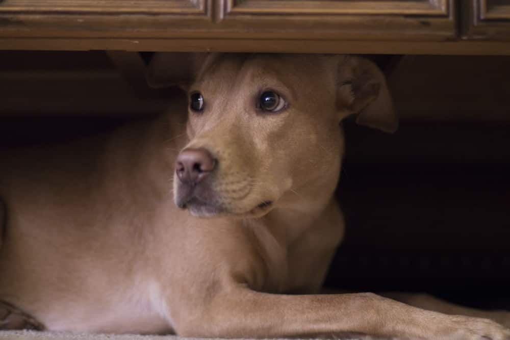 Un perro se esconde bajo una mesa debido a los fuegos artificiales.