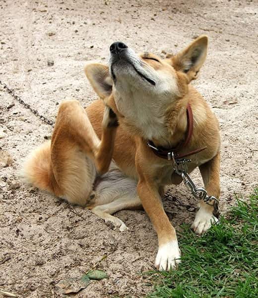 Perro de pelo naranja con correa se rasca sentado en el exterior.