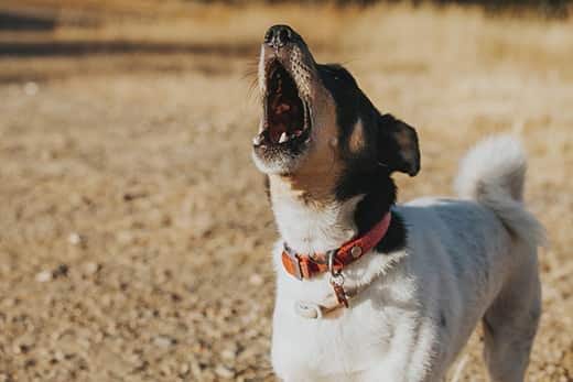 Perro ladrando en un campo.