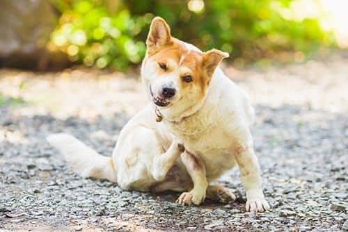 Perro rascándose sentado al aire libre.