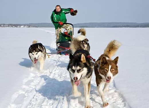 Grupo de huskies tirando de un hombre y su trineo en un paisaje invernal.