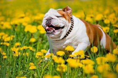comida para perros bulldog feliz