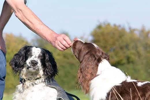 Perro springer spaniel inglés recibiendo un premio al aire libre mientras está sentado junto a otro spaniel.