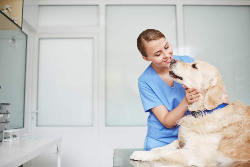 Veterinaria con uniforme azul reconociendo a un golden retriever con collar azul sobre la camilla en una revisión.