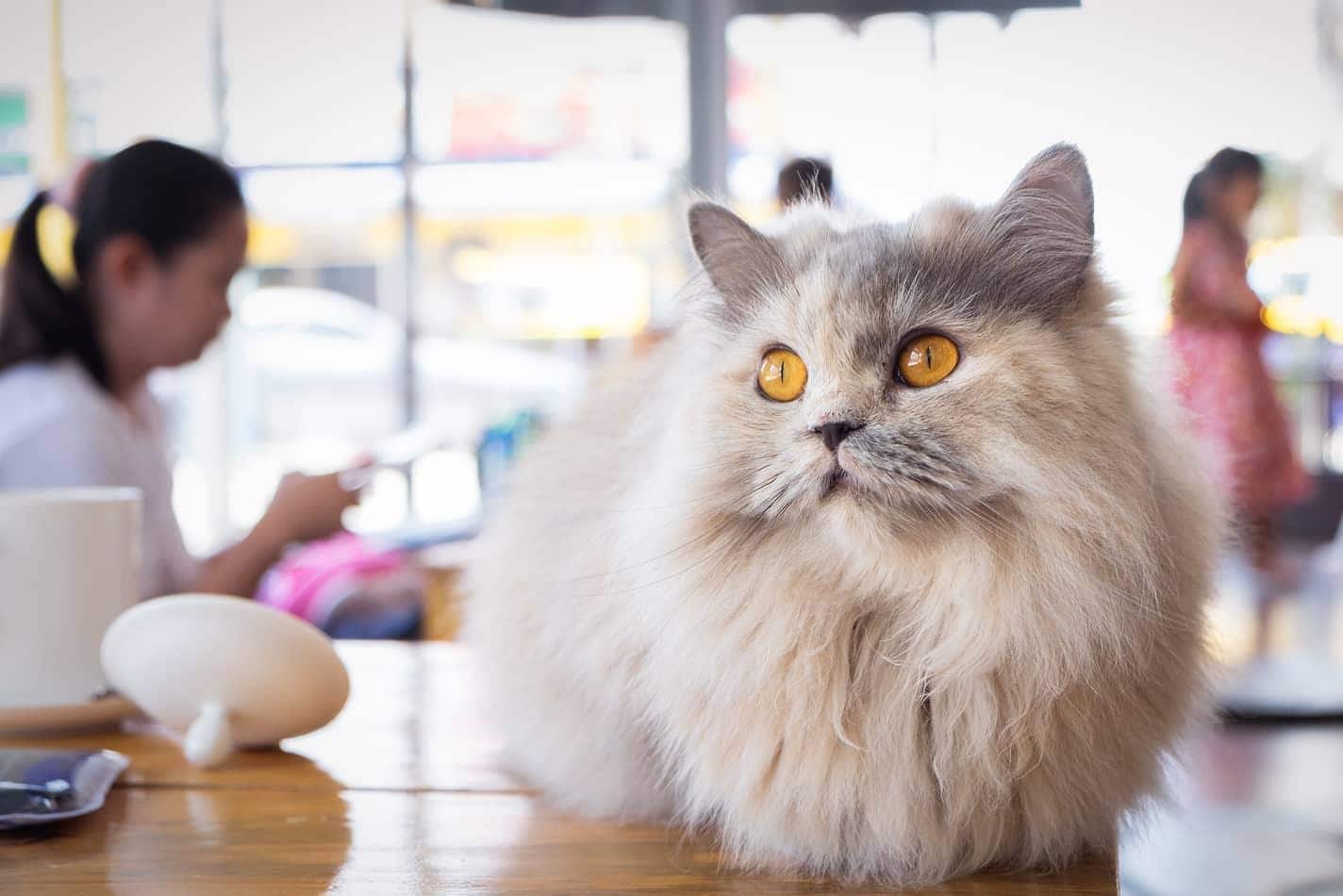 Gato blanco y gris mullido sentado en una mesa de madera en un café para gatos