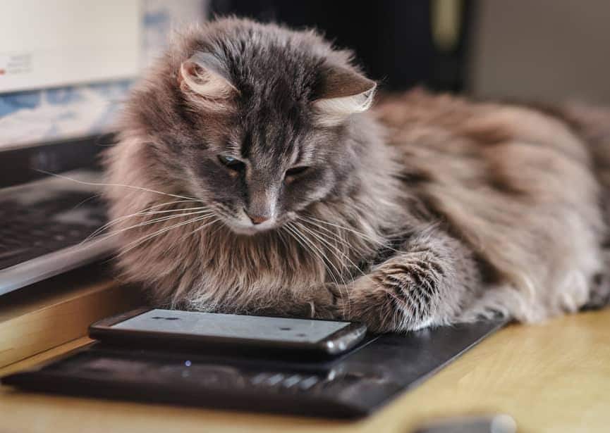 Gato curioso investiga un smartphone