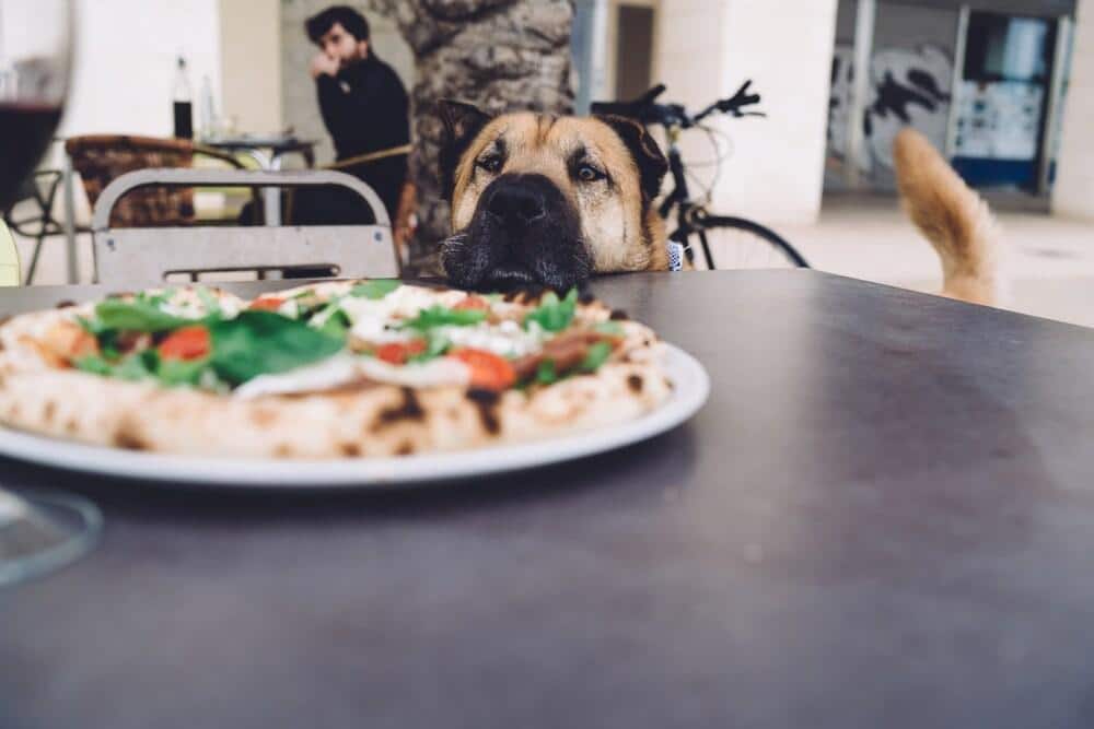 Divertida mascota hambrienta adorable de pie cerca de la mesa con una sabrosa pizza y esperando a que le den de comer, bonito perro mirando una deliciosa mozzarella italiana con tomates y albahaca en la terraza del restaurante