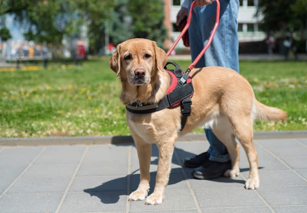 Un perro guía ayuda a un hombre invidente en la ciudad