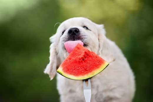 Cachorro de golden retriever lame una rodaja de sandía sujeta con un tenedor.