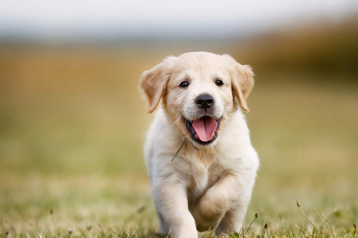 Cachorro golden retriever sonriente corriendo al aire libre