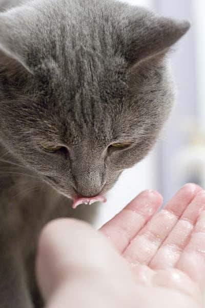 Gato gris lamiendo algo de la mano de un humano.
