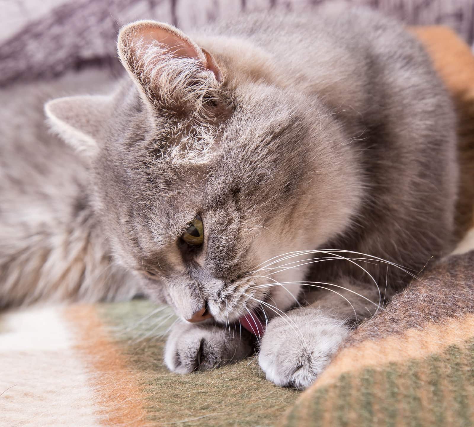 Gato gris tumbado sobre una manta a cuadros lamiendo sus patas.