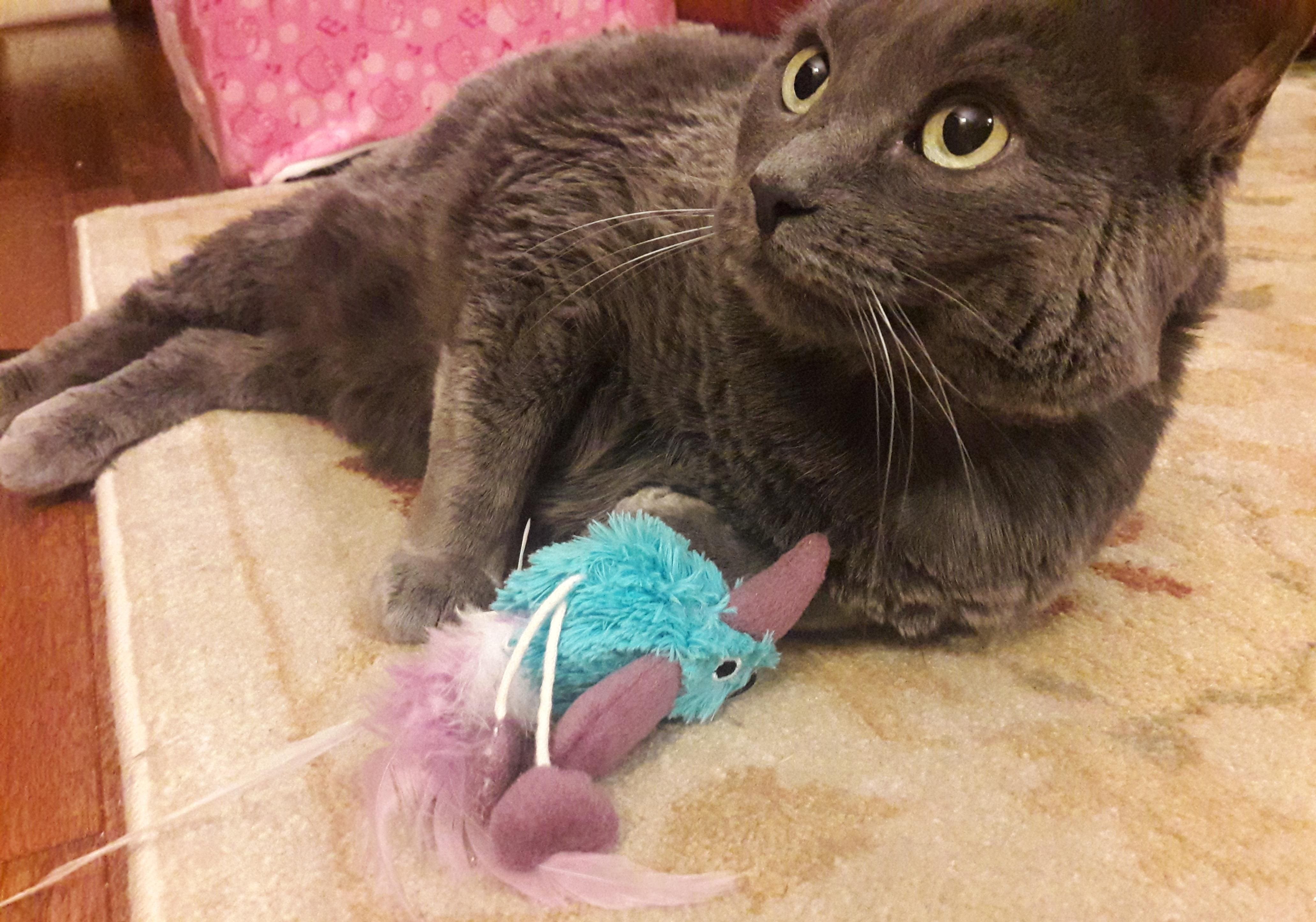 gato gris jugando con un pájaro de juguete azul con cuerda