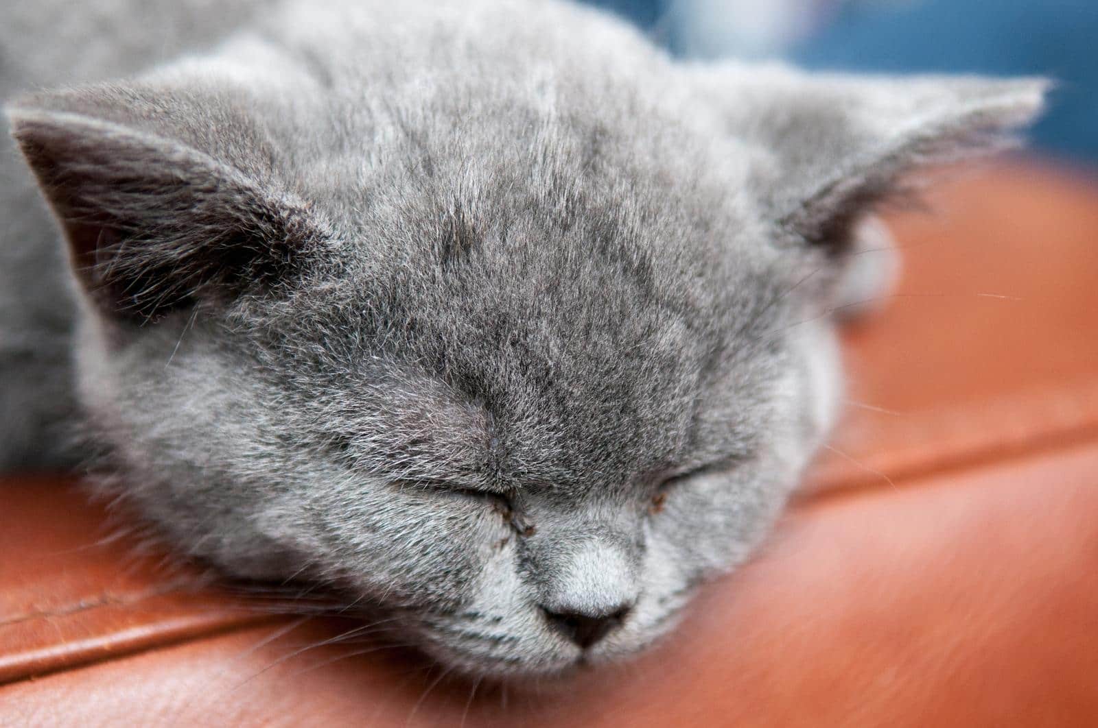 Gato gris durmiendo sobre el respaldo de un sofá de piel marrón.