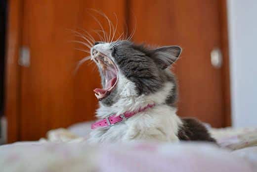 Gato gris y blanco con collar rosa bostezando.