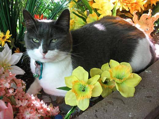 Un gato blanco y negro reposa sobre un lecho de flores