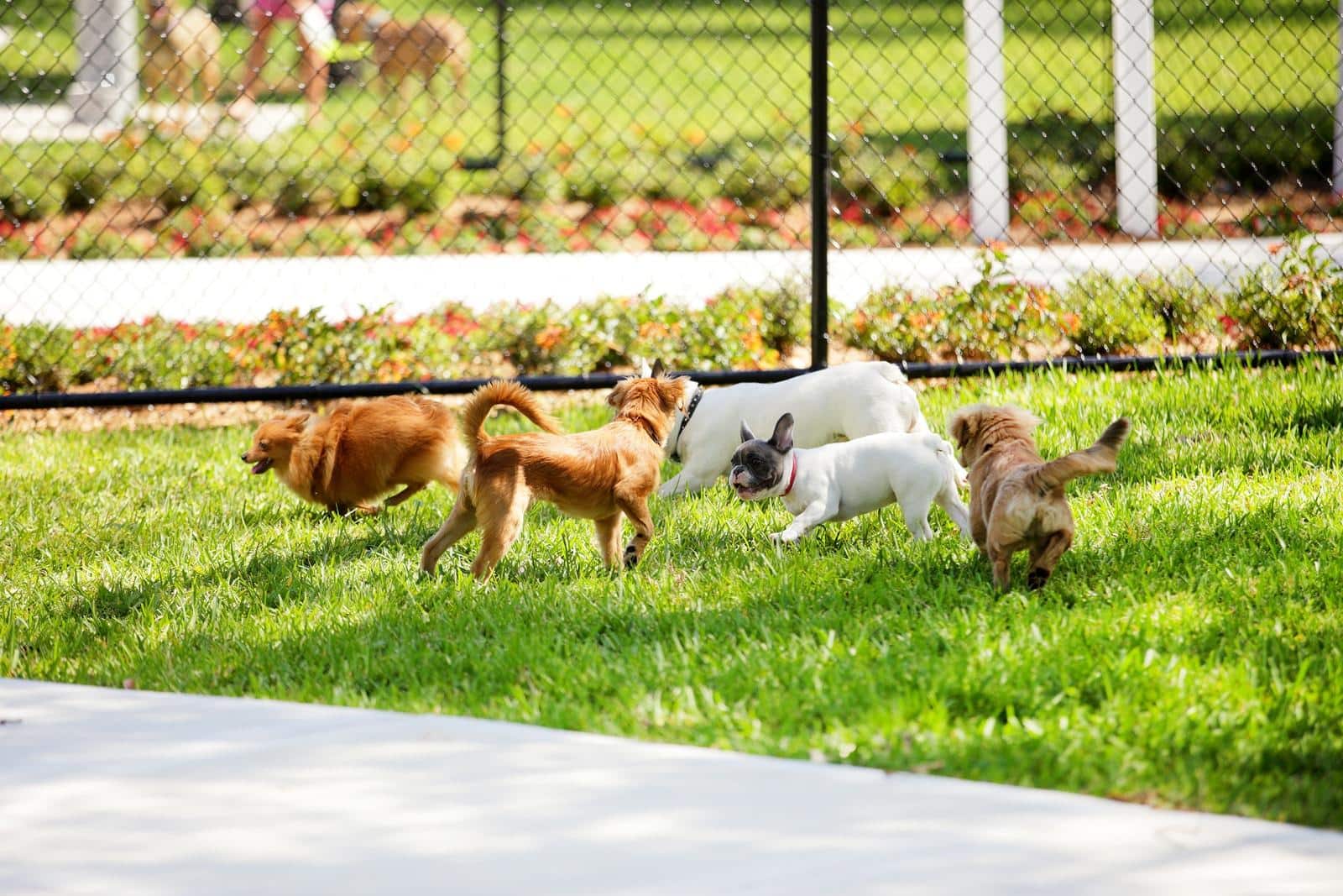 grupo de perros en el parque