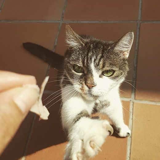 Gato estirándose hacia una mano que sostiene un trocito de jamón. 
