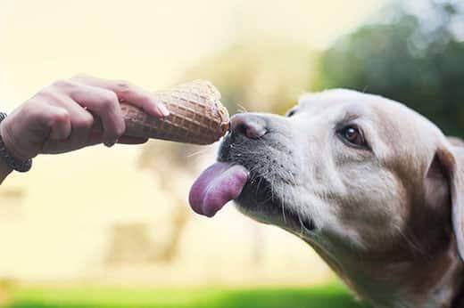 Una mano tiende un cucurucho de helado a un labrador con la lengua fuera.