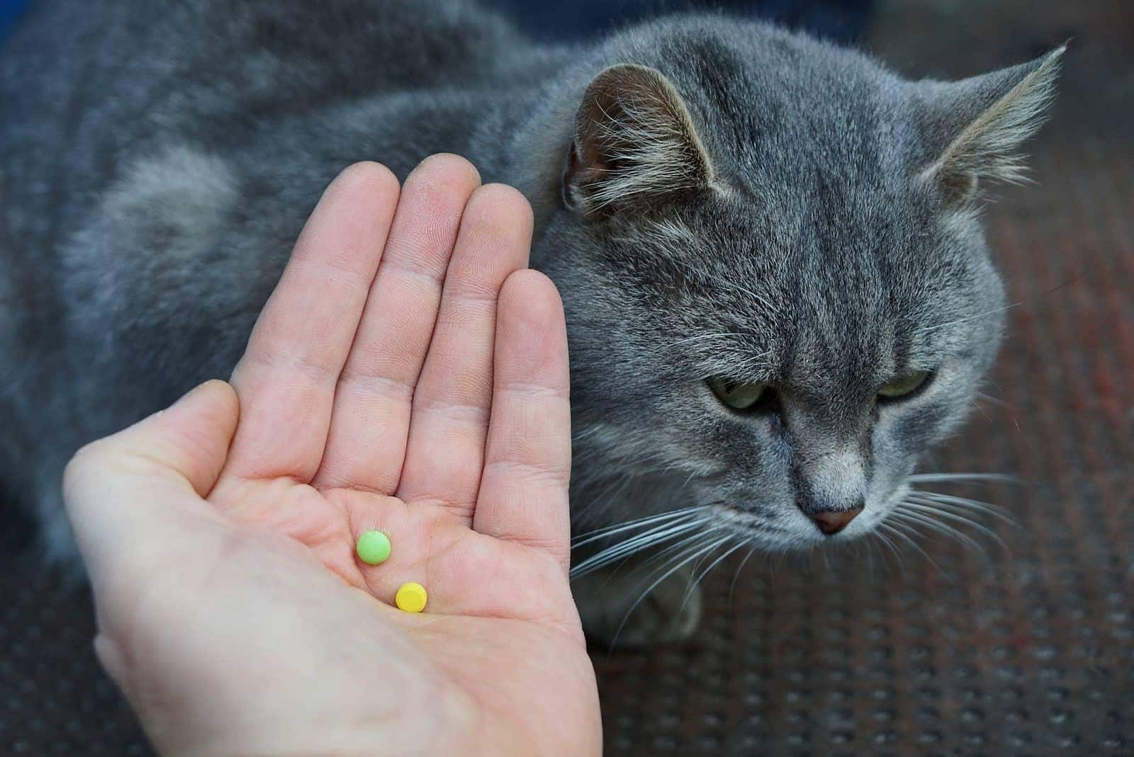 Mano sosteniendo pastillas sobre un gato gris.