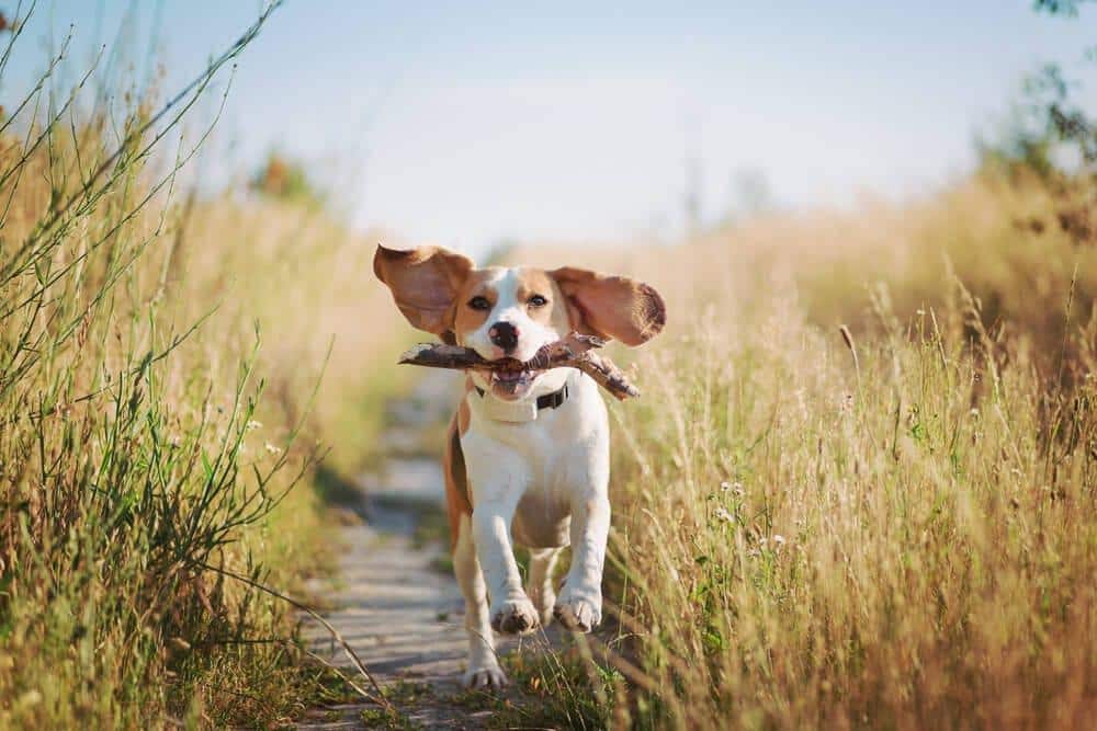 un beagle jugando