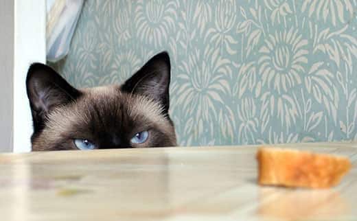 Gato himalayo de ojos azules mirando por encima de la mesa una rebanada de pan