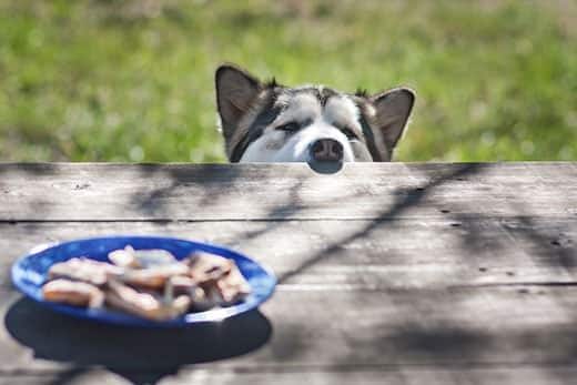 Husky asomándose sobre una mesa de picnic para mirar la comida que hay en medio.