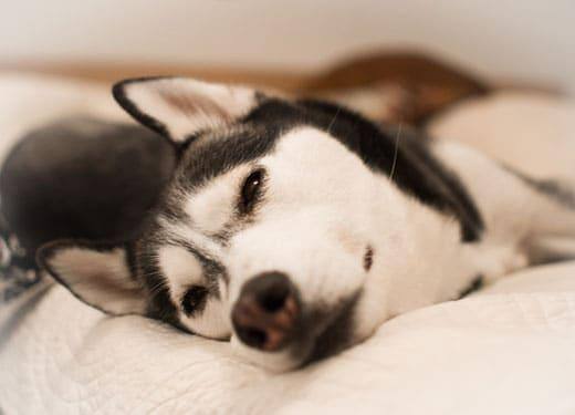 Primer plano de un husky tumbado en una cama.