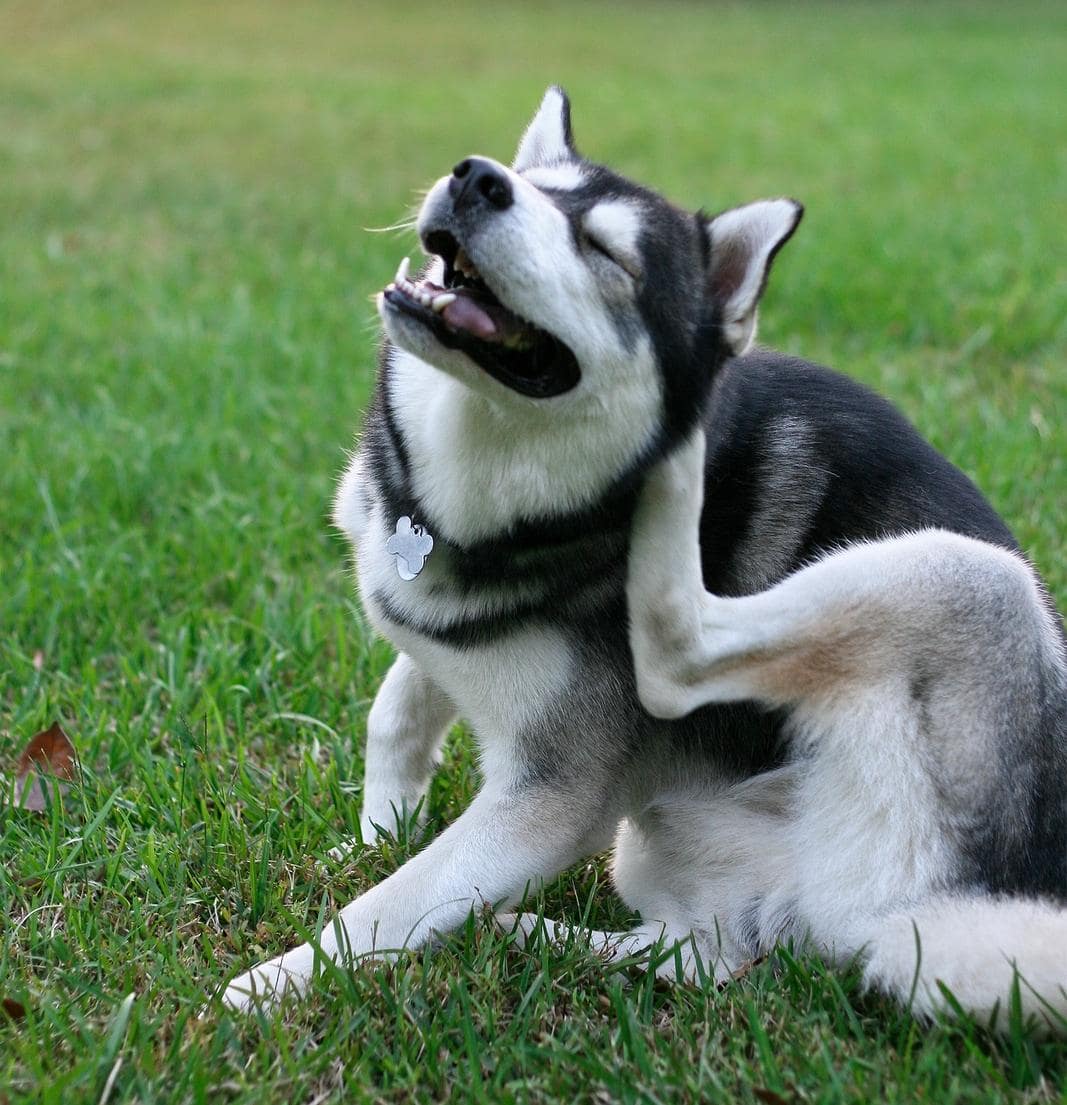 Husky siberiano con pulgas se rasca en el patio