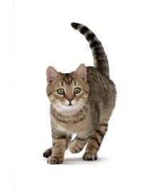 Imagen de un gato