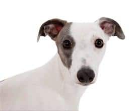 Imagen de perro