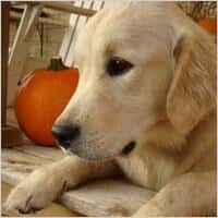 imagen de un perro
