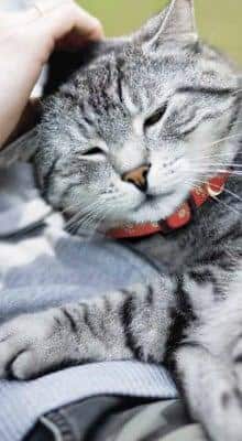 Gato durmiendo
