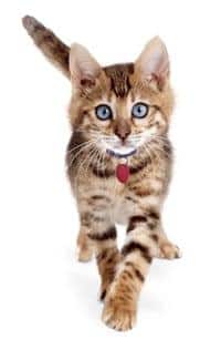 Gatito-caminando