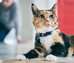 Imagen de gato y propietario