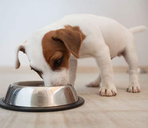 Cachorro de Jack Russell Terrier comiendo de un cuenco plateado para perros.