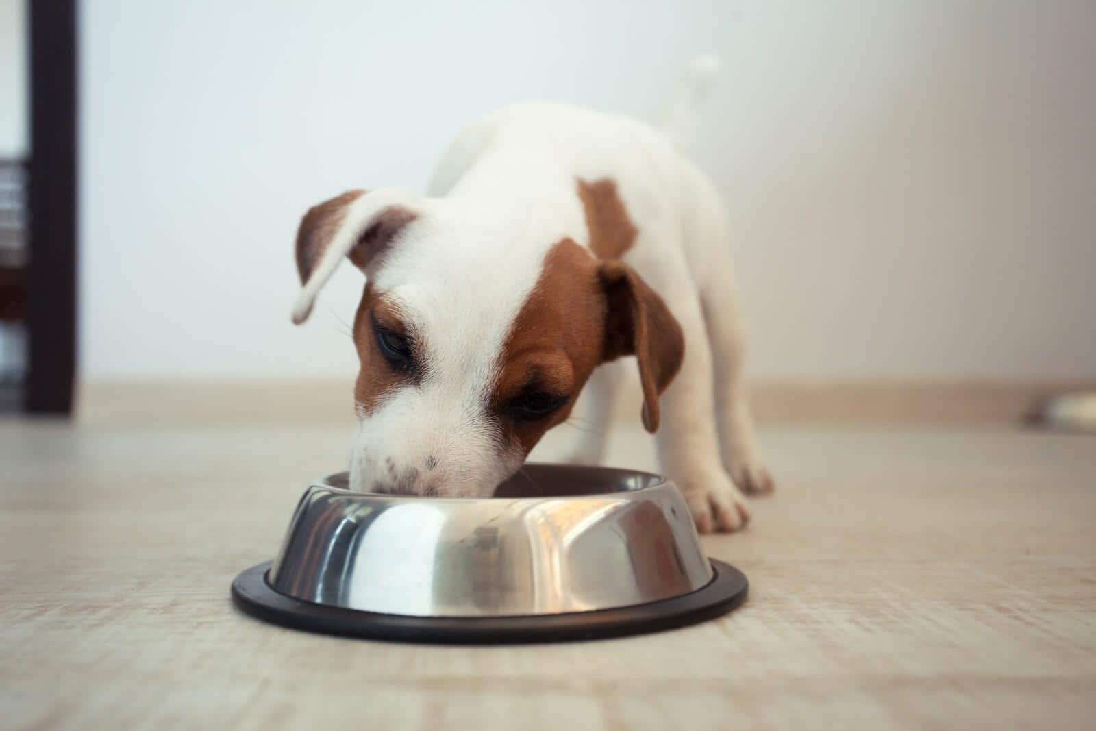 Cachorro de Jack Russell Terrier comiendo de un cuenco plateado.