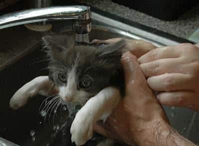 Un gatito de color gris y blanco recibe un baño en un lavabo.