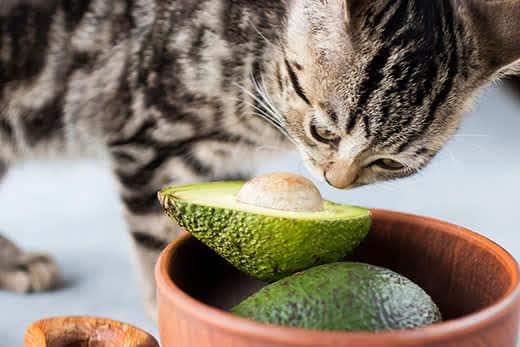 Gatito come un aguacate maduro. Enfoque suave.