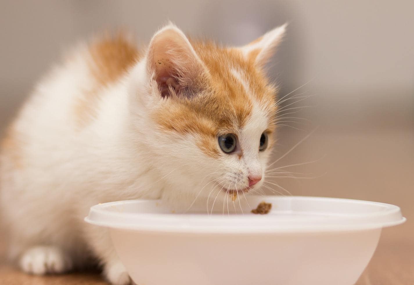 Gatito come de un plato
