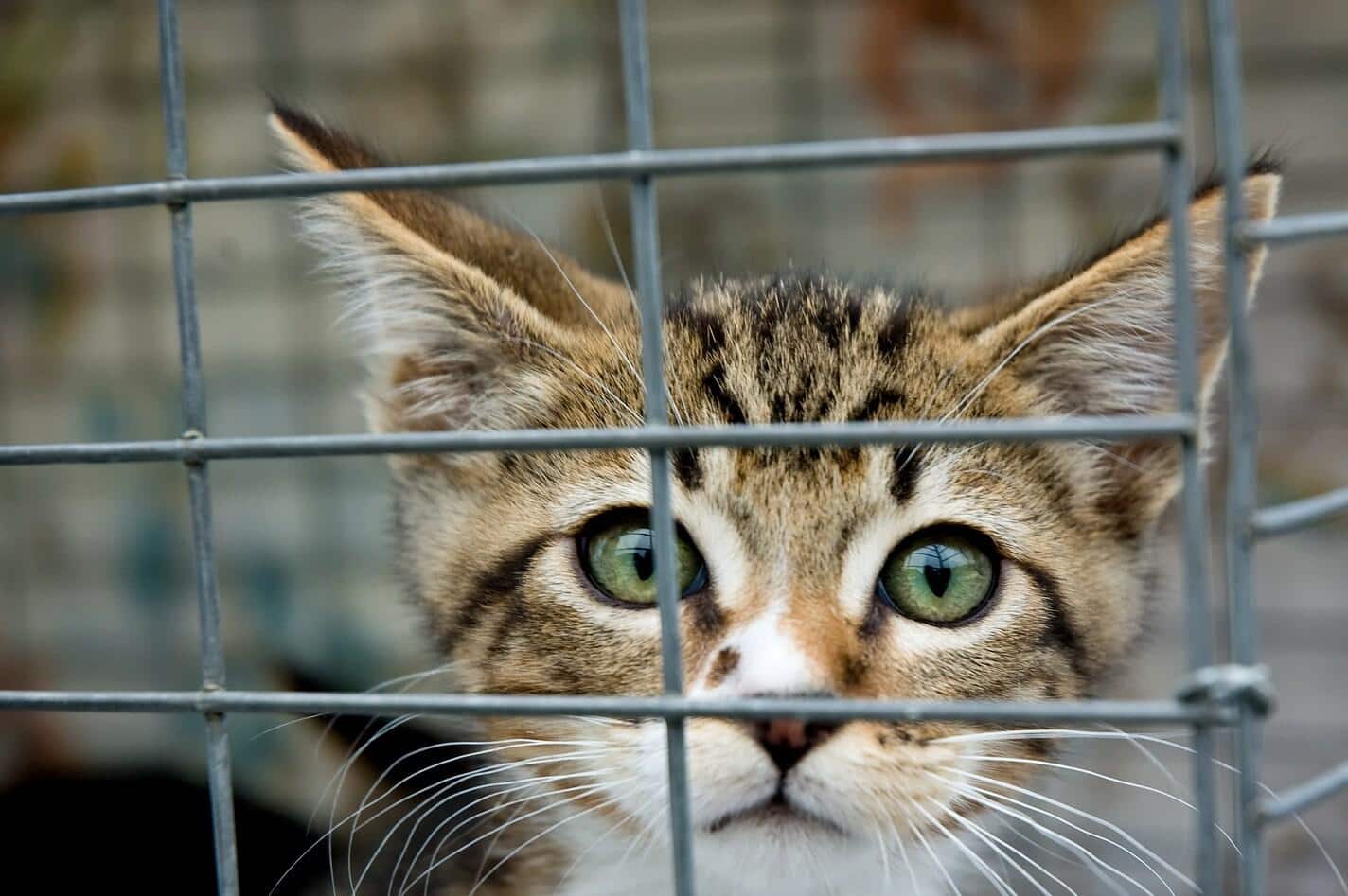 Un gatito de ojos verdes mira desde una jaula