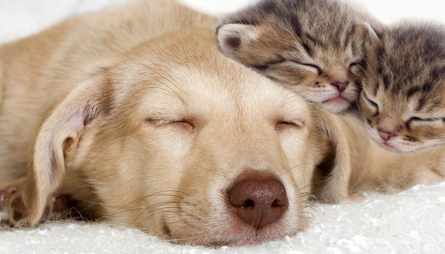 Un cachorro de labrador beige y unos gatitos duermen juntos