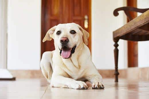 Labrador retriever sentado en el suelo en casa.