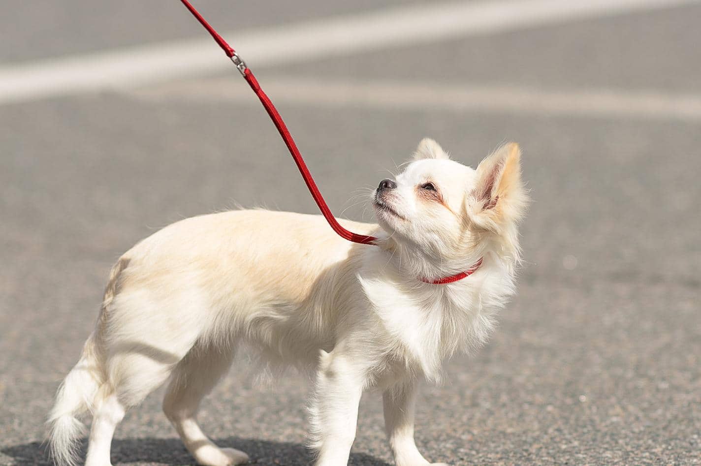Chihuahua de pelo largo con correa frunce el ceño bajo el sol.