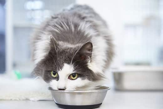 Gato gris y blanco de pelo largo comiendo de un cuenco