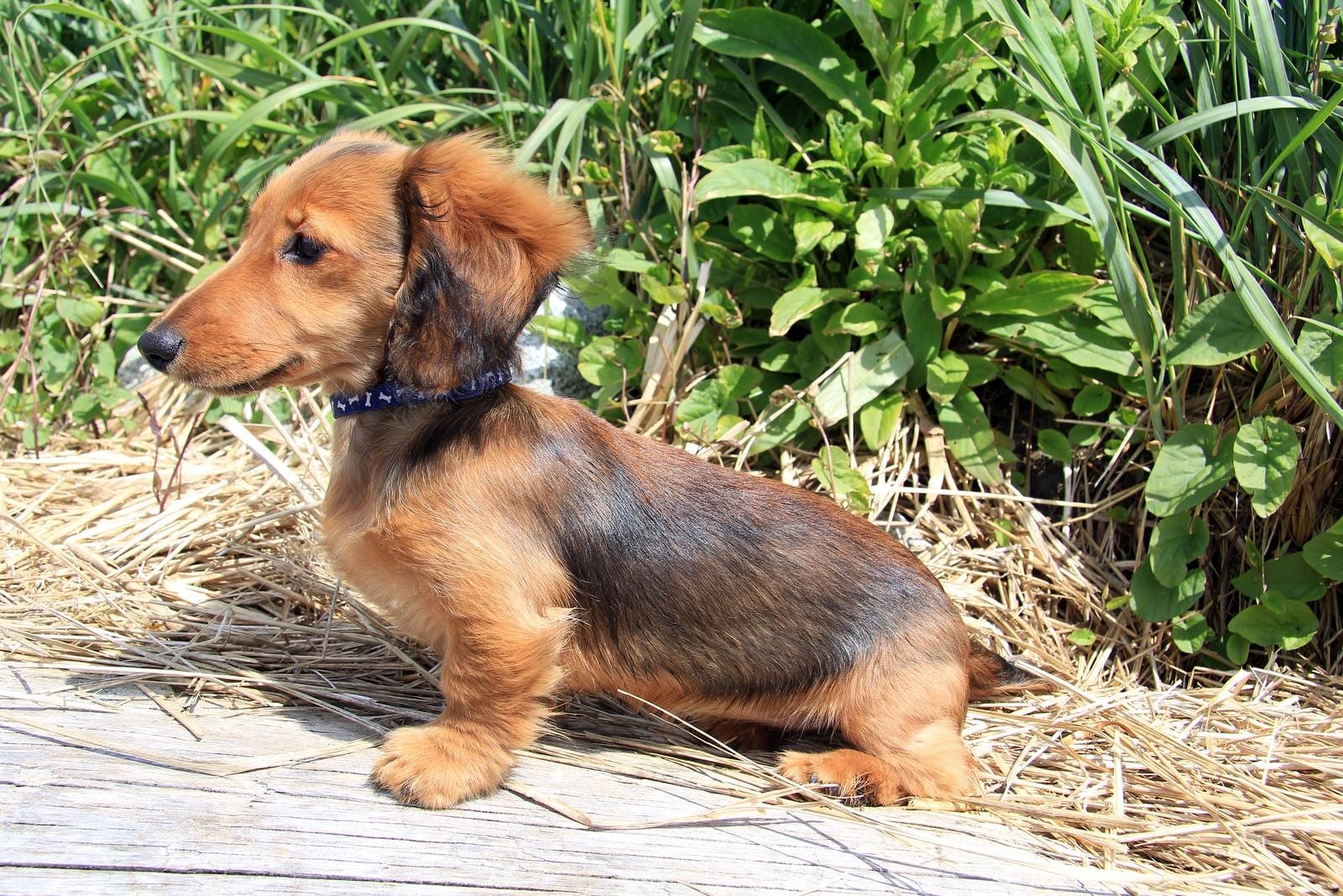 Un cachorro de perro salchicha de pelo largo en el exterior.
