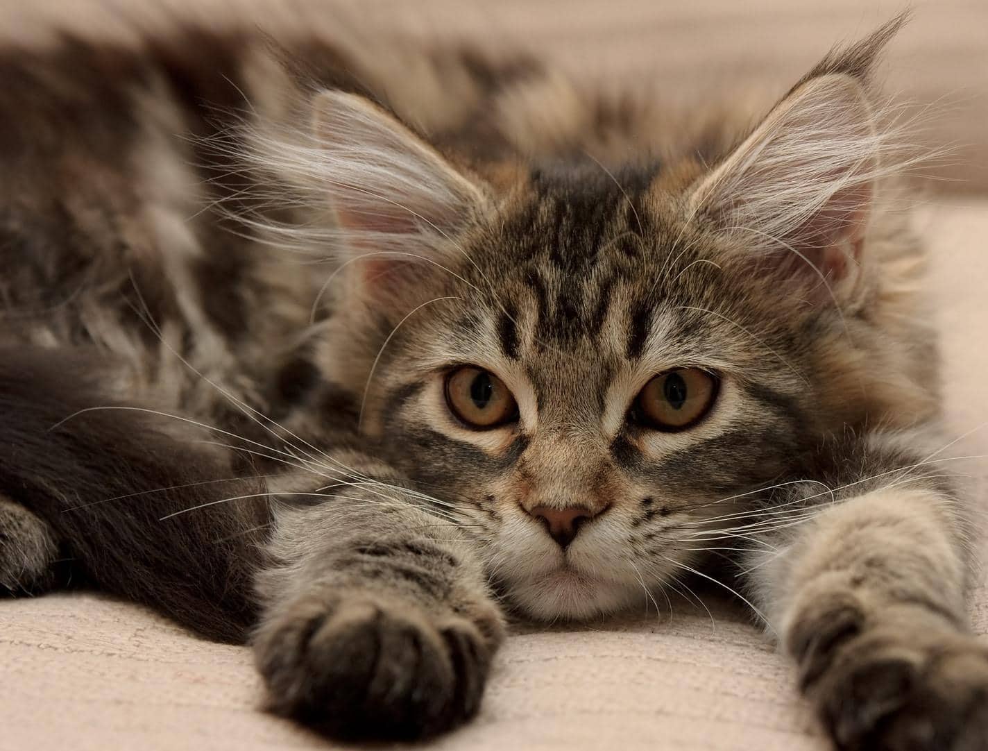 gatito maine coon tumbado con las patas estiradas hacia delante