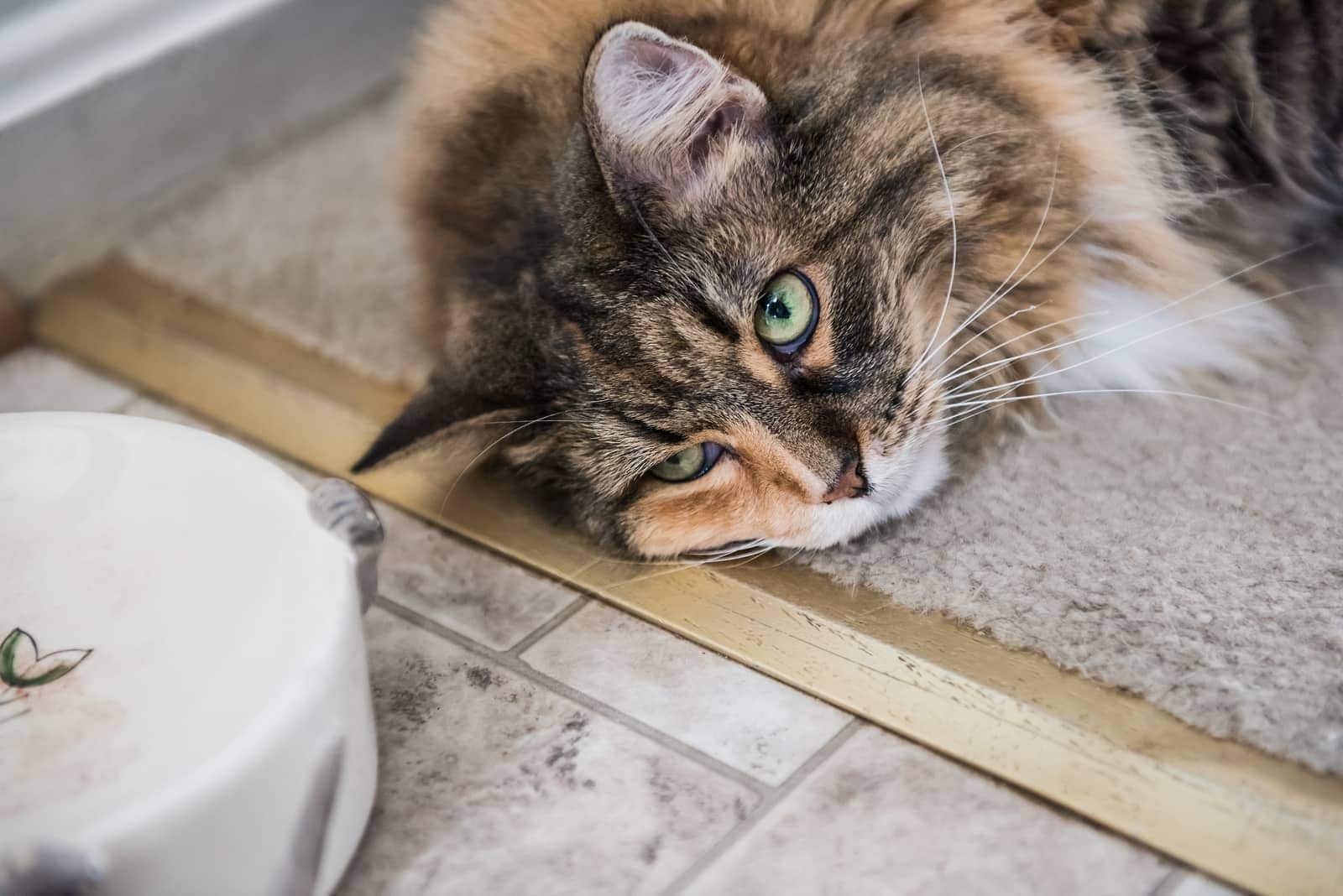 Un gato Coon de Maine tumbado al lado de un comedero