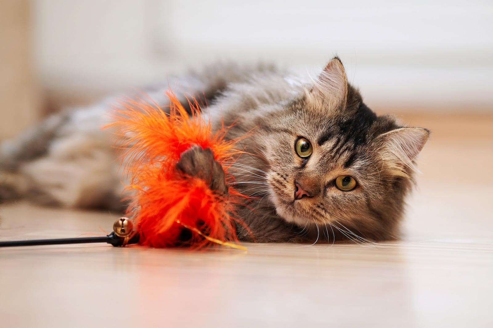 Maine Coon jugando con un juguete para gatos en el suelo.