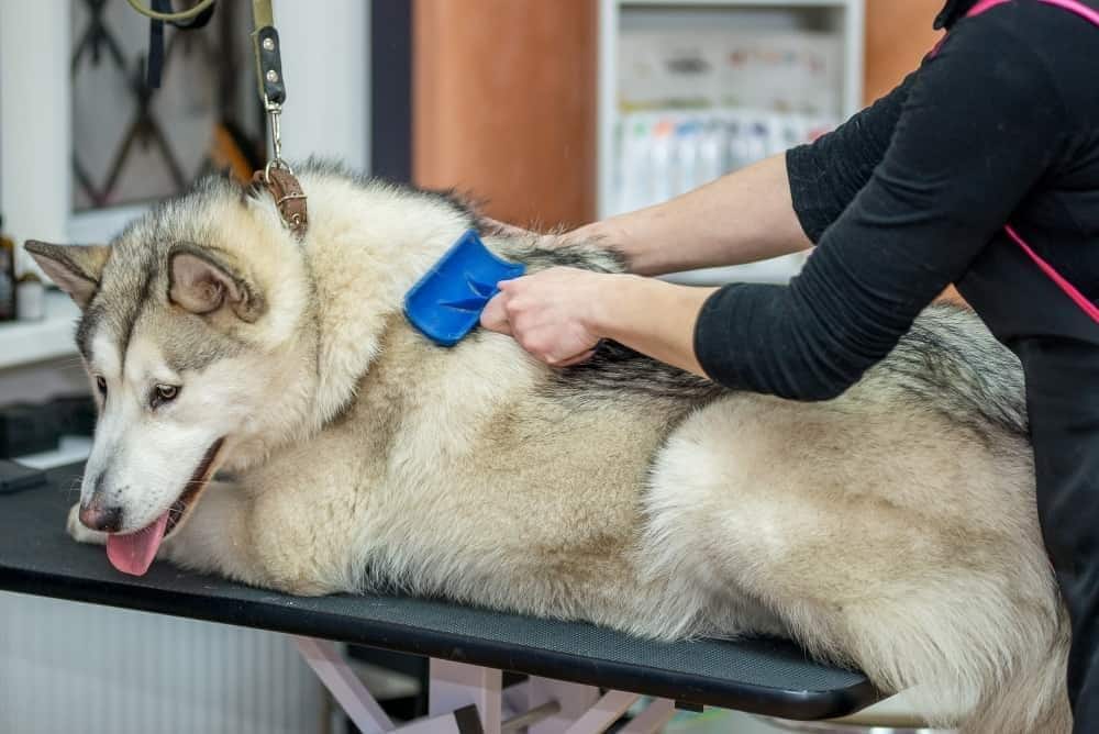 Malamute cepillado en una peluquería canina profesional